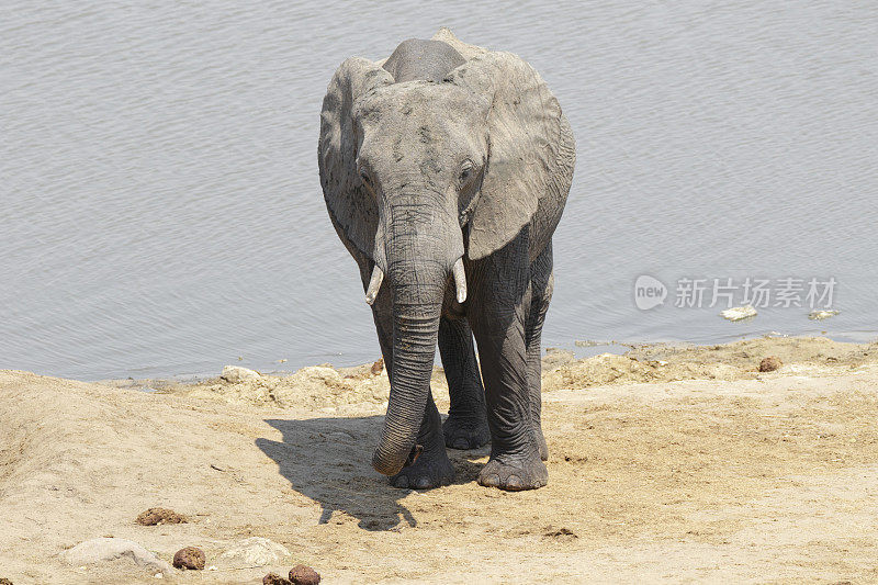 非洲象Loxodonta africana正面津巴布韦